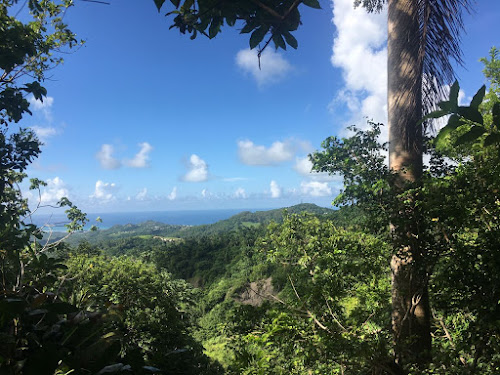 Coco Hill Forest&nbsp;(Barbados)